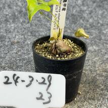 【鉢ごと発送】アフリカ型 亀甲竜 / Dioscorea elephantipes / 2.5号鉢 / 塊根・多肉植物【現品】 24-3-29-23_画像4