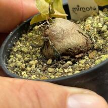 【鉢ごと発送】アフリカ型 亀甲竜 / Dioscorea elephantipes / 2.5号鉢 / 塊根・多肉植物【現品】 24-3-29-23_画像1