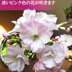 桜盆栽 桜 盆栽 サクラ 観葉植物の画像4