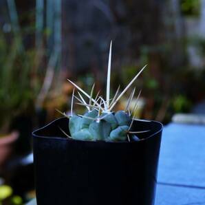 ★多肉植物★サボテン★テロカクタス【Thelocactus hexaedrophorus v.lloydii】超長強白刺/鶴武者・実生・2.5号スリット・Φ4.4・現品の画像4