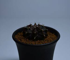 ★多肉植物★サボテン★ギムノカリキウム【Gymnocalycium mihanovichii var.friedrichii】実生/８稜・梨地・緋牡丹錦・2.5号・Φ3.9・現品