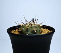 ★多肉植物★サボテン★ギムノカリキウム【Gymnocalycium ochoterenae var.varispinum】武勲丸・バリスピナム/実生/長太刺/3号/Φ4.5・現品_画像1