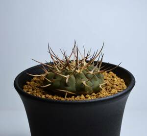 ★多肉植物★サボテン★ギムノカリキウム【Gymnocalycium ochoterenae var.varispinum】武勲丸変種・バリスピナム/実生・3号・Φ4.2・現品