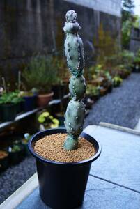 ★多肉植物★サボテン★【Cereus spegazzinii】和名：【墨残雪】4.5号・発根済・超希少・全高38ｃｍ・土上27ｃｍ・現品