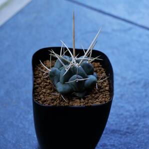 ★多肉植物★サボテン★テロカクタス【Thelocactus hexaedrophorus v.lloydii】超長強白刺/鶴武者・実生・2.5号スリット・Φ4.4・現品の画像5