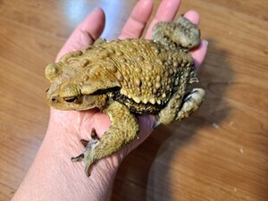 大型　アズマヒキガエル　♂　約12cm