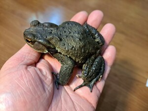 ブラックカラー　アズマヒキガエル　♂　約８cm