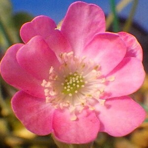 雪割草（開花中）　Ｈ030-青軸サーモンピンク段咲交配標準花　　＃山野草　