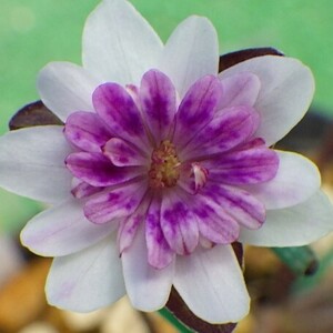 雪割草（開花中）　S1398-二段咲き　　＃山野草　