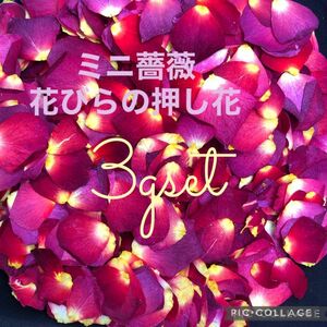 お試しに★ミニ薔薇　花びらの押し花（大小mix）3gセット★おし花ネイルに★結婚式のフラワーシャワーにも★ハンドメイド素材　花材