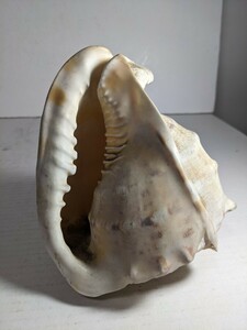 トウカムリ貝 置物 オブジェ 貝殻