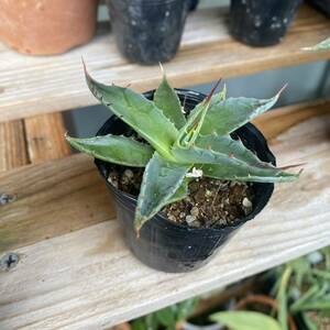 【現品】アガベ モンタナ　実生苗　agave montana 2