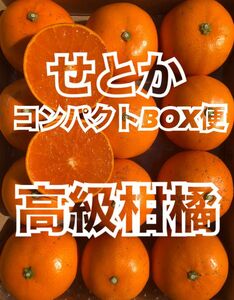 コンパクトボックス発送 家庭用 せとか 愛媛県産 みかん 果物 ミカン 柑橘