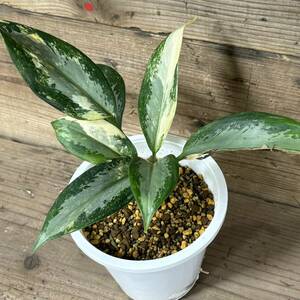 レア株　Aglaonema Suvarnabhumi variegated　アグラオネマ　スワンナプーム＃ピクタムカーティシーコンムタツムモデスタム