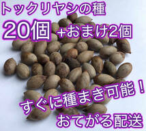 すぐに種まき可能！沖縄県産トックリヤシの種20個＋おまけ2個　おてがる配送ネコポス_画像1