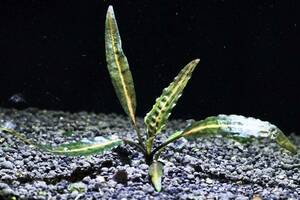 [ water plants . heaven .][ ultimate beautiful ] Cryptocoryne sp unknown!!. body only . sending!!