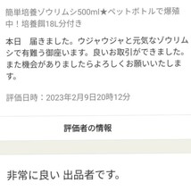 史上最強★絶対の自信あり★密度が違います★簡単培養ゾウリムシ500ml★ペットボトルで爆殖中★ビーシュリンプの餌に★生クロレラも出品中_画像3