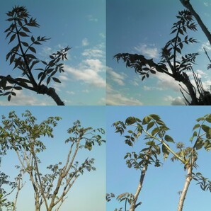 天然たら苗木★観葉植物◆タラの若芽●山菜の王者★天ぷらの王様の苗木1本～の画像3