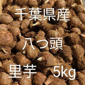 千葉県産 八つ頭 里芋 種芋 Sサイズ 5kg
