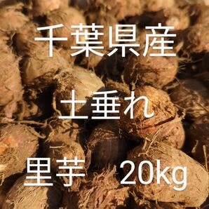 千葉県産 土垂れ 里芋 種芋 Sサイズ 20kg