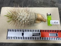 2494 「塊根植物」パキポディウム ナマクアナム大 抜き苗【3/9最新到着・接ぎ木・Pachypodium namaquanum・光堂】_画像2