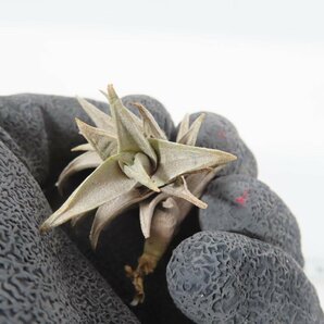 6024 「エアプランツ」tillandsia latifolia × peiranoi 抜き苗【・希少・美株・チランジア】の画像4