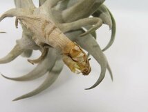 6007 「エアプランツ」tillandsia latifolia white 抜き苗【・希少・美株・チランジア】_画像8