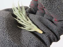 6032 「エアプランツ」tillandsia heteromorpha × kirschnekii 抜き苗【・希少・チランジア】_画像5