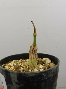 8381 「実生」マテレア シクロフィラ 植え【発根・Matelea cyclophylla・多肉植物・Gonolobus cyclophyllus】