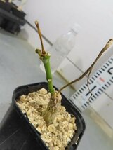 5002 「実生」マテレア シクロフィラ 植え【発根・Matelea cyclophylla・多肉植物・Gonolobus cyclophyllus】_画像2