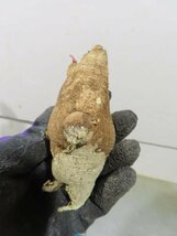 5058 「多肉植物」ユーフォルビア フィッシュスケール 抜き苗【最新到着・塊根植物・E.fish bone・マダガスカル】_画像3