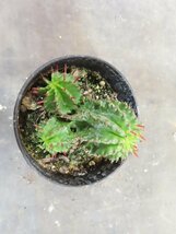 4871 「実生」ユーフォルビア メロフォルミス【多肉植物・発根・・Euphorbia meloformis】_画像5