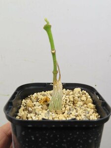 8611 「実生」マテレア シクロフィラ 植え【発根開始・Matelea cyclophylla・多肉植物・Gonolobus cyclophyllus】