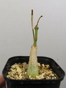 8609 「実生」マテレア シクロフィラ 植え【発根開始・Matelea cyclophylla・多肉植物・Gonolobus cyclophyllus】