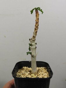 8620 「塊根植物」ボスウェリア　ナナ 植え【多分発根開始・Boswellia nana・希少・多肉植物】