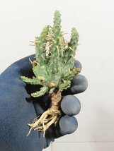 2231 「多肉植物」ユーフォルビア フスカ 抜き苗【3/9最新到着・塊根植物・Euphorbia fusca・蛮蛇頭】_画像1