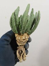 2316 「多肉植物」ユーフォルビア エスクレンタ 抜き苗【3/9最新到着・塊根植物・Euphorbia esculenta ・閻魔キリン】_画像5