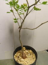 5478 「実生」パキコルムス ディスカラー 植え【発根・Pachycormus discolor・象の木・多肉植物・塊根植物】_画像1