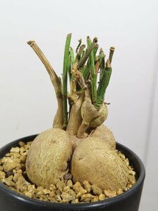 4669 「多肉植物I】モナデニウム ルベルム 植え【ルベラム・塊根植物・発根・美株・Monadenium montanum】