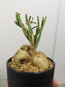 4681 「多肉植物I】モナデニウム ルベルム 植え【ルベラム・塊根植物・発根・美株・Monadenium montanum】