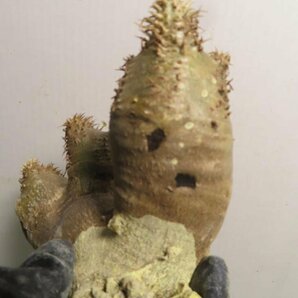 4165 「塊根植物」パキポディウム ブレビカリックス 抜き苗【Pachypodium brevicalyx・マダガスカル・根切り画像要確認】の画像10