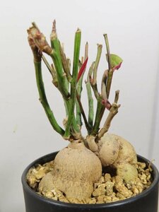 4675 「多肉植物I】モナデニウム ルベルム 植え【ルベラム・塊根植物・発根・美株・Monadenium montanum】