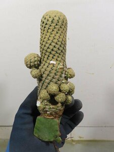 4651 「多肉植物I」ユーフォルビア ピスキデルミス 抜き苗【発根甘め・接ぎ木・Euphorbia piscidermis】