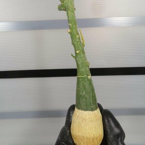7069 「塊根植物」アデニア フルチコーサ 抜き苗【最新到着・多肉植物・Adenia fruticosa・フルティコーサ】の画像8