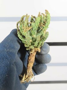 6148 「多肉植物」ユーフォルビア フスカ 抜き苗【最新到着・塊根植物・Euphorbia fusca・蛮蛇頭】