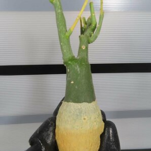 7071 「塊根植物」アデニア フルチコーサ 抜き苗【最新到着・多肉植物・Adenia fruticosa・フルティコーサ】の画像7