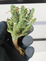 6146 「多肉植物」ユーフォルビア フスカ 抜き苗【最新到着・塊根植物・Euphorbia fusca・蛮蛇頭】_画像6