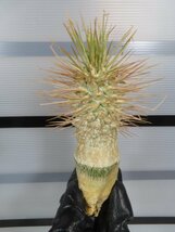 6899 「塊根植物」パキポディウム ナマクアナム 抜き苗【最新到着・接ぎ木・Pachypodium namaquanum・光堂】_画像1