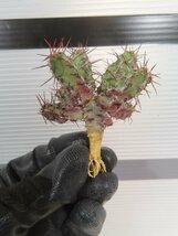 8523 「多肉植物」ユーフォルビア リデンブルゲンシス 抜き苗【最新・Euphorbia lydenburgensis・購入でパキプス種子プレゼント】_画像7