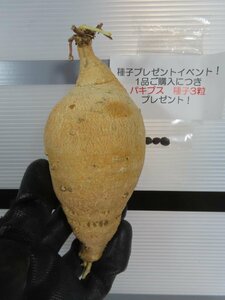 8535 「塊根植物」ラフィオナクメ ブルケイ厳選株 抜き苗【最新到着・Raphionacme burkei・白肌・購入でパキプス種子プレゼント】